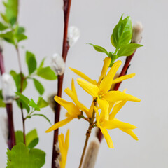 Spring Bouquet with yellow flowers, Pussy Willow Branches close-up, natural light background