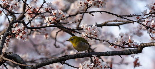 White-eyes bird is on Cherry Blossom tree.