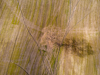 Tree alone in the middle of a field. Drone view, aerial shot.