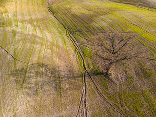 Tree alone in the middle of a field. Drone view, aerial shot.