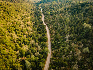 Road in the middle of  a forest. Drone view, aerial shot.