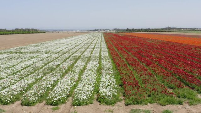 Rows of Buttercups in full bloom and in various colors, Aerial view.