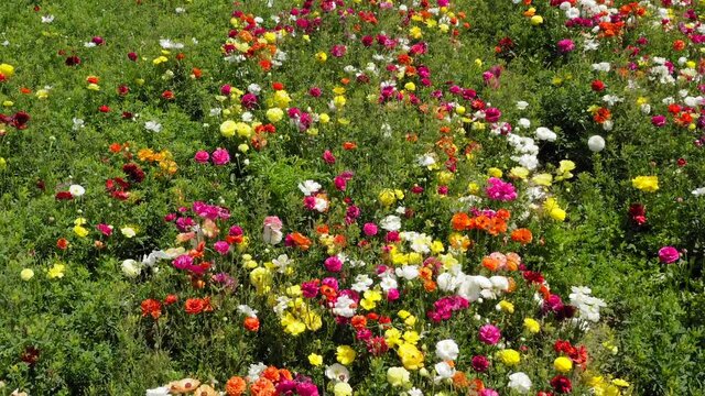 Rows of Buttercups in full bloom and in various colors, Aerial view.