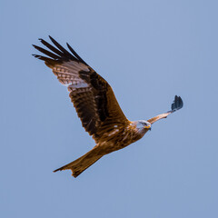 Red kite (Milvus Milvus) in flight, Scania, Sweden