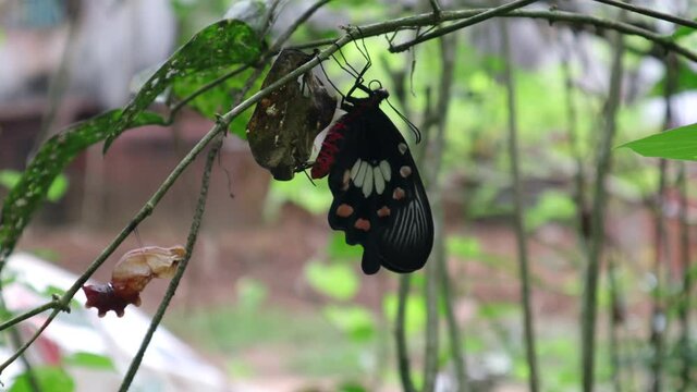 Time lapse video of a critically endangered Ceylon rose butterfly emerged from the cocoon and hides in a branch near the cocoon to adapt to the new environment