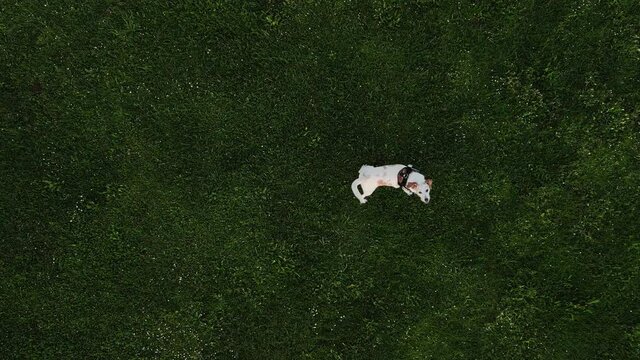 Plano cenital de un perro blanco con manchas en pradera parque con un bonito c&eacute;sped