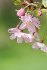 淡いピンク色の思川桜