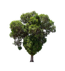isolated tree  is located on a white background. Collection of isolated tree on white background Tropical tree