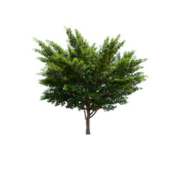 isolated tree  is located on a white background. Collection of isolated tree on white background Tropical tree