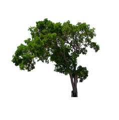 isolated tree  is located on a white background. Collection of isolated tree on white background Tropical tree