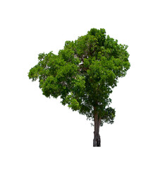 isolated tree  is located on a white background. Collection of isolated tree on white background Tropical tree