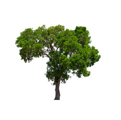 Fototapeta na wymiar isolated tree is located on a white background. Collection of isolated tree on white background Tropical tree
