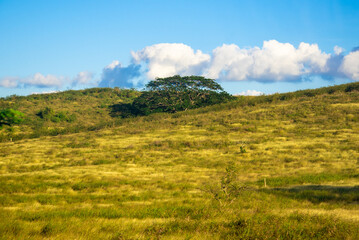 Lonely tree in the Cuban savannah of Camaguey province, Cuba