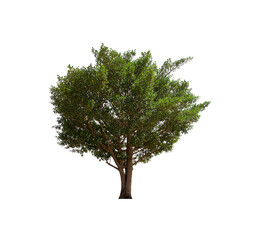 isolated tree  is located on a white background. Collection of isolated tree on white background Tropical tree