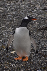 Fototapeta premium Pingüino en Tierra del Fuego