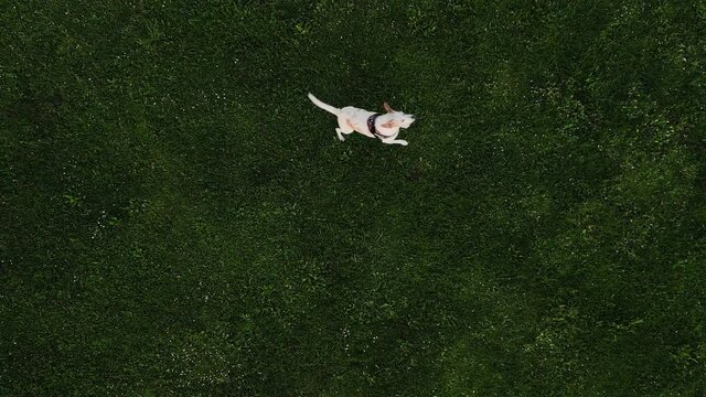 V&iacute;deo a&eacute;reo cenital de perro corriendo sobre c&eacute;sped
