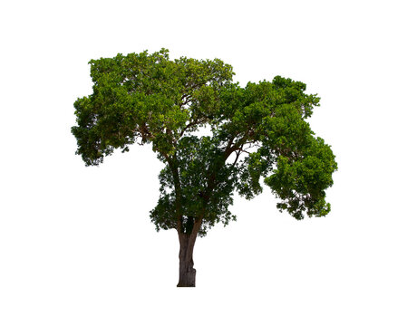 isolated tree  is located on a white background. Collection of isolated tree on white background Tropical tree