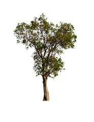 isolated tree  is located on a white background. Collection of isolated tree on white background Tropical tree