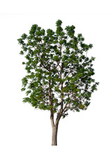 isolated tree  is located on a white background. Collection of isolated tree on white background Tropical tree