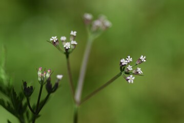 Rough hedge parsley (Torilis scabra) flowers. Apiaceae plant.
