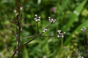 Rough hedge parsley (Torilis scabra) flowers. Apiaceae plant.
