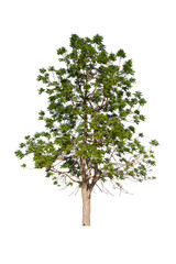 isolated tree  is located on a white background. Collection of isolated tree on white background Tropical tree