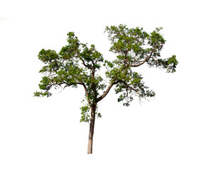 isolated tree  is located on a white background. Collection of isolated tree on white background...