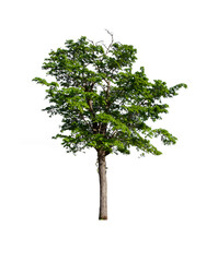 isolated tree  is located on a white background. Collection of isolated tree on white background Tropical tree