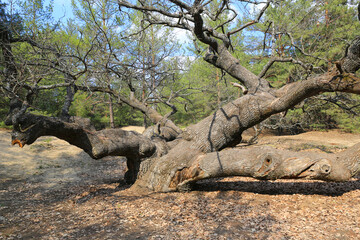 Fototapeta na wymiar old big oak tree