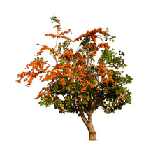 tree with red berries