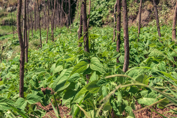 Green bean plantation growing on stakes, Madeira Island
