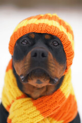 The portrait of a funny black and tan Rottweiler dog posing outdoors wearing an orange knitted...