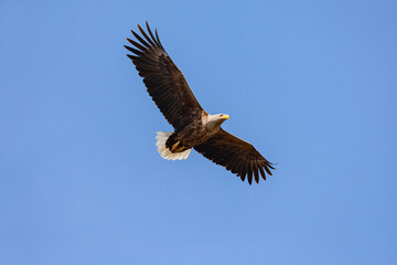 White-tailed Eagle (Haliaeetus albicilla) flying in the blue sky in the delta of Volga River