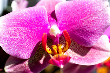 pink orchid flower