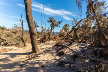 Photograph of fallen trees in Yarramundi Reserve in regional Australia