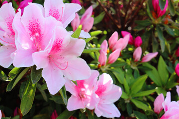 Obraz premium ツツジの花 6 ピンク