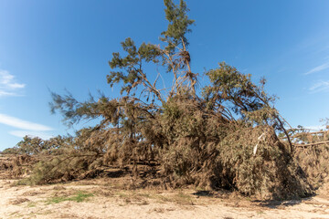 Fototapeta na wymiar Photograph of fallen trees in Yarramundi Reserve in regional Australia