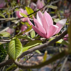 pink magnolia flower