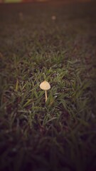 mushroom in the grass