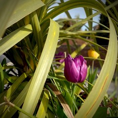 Obraz premium tulip in the garden