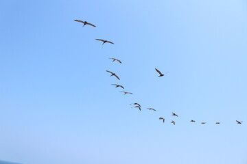 Flock of seagulls flying on a light blue sky.