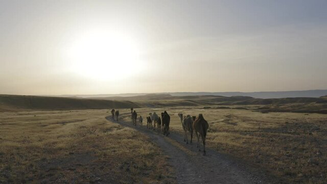 Camel Caravan crossing a desert landscape at sunrise, Aerial view.