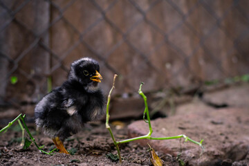 Plymouth Rock hen in farm Cordoba Argentina