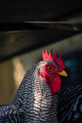 Plymouth Rock hen in farm Cordoba Argentina
