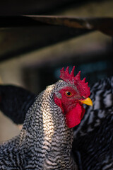 Plymouth Rock hen in farm Cordoba Argentina