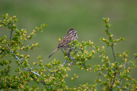 Close-up of a singing song sparrow