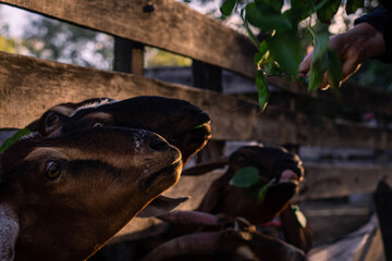 Anglo Nubian goats in goat cheese pen