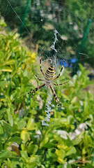 Black and yellow striped spider on the spider web in the garden.