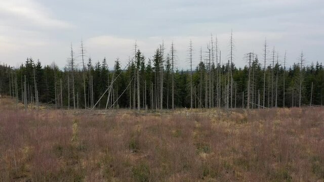 Wood aerial bark beetle drone pest Ips typographus dead spruce tree infested and attacked by the European spruce quadcopter view flying fly flight show, cutting deforestation caterpillar dead