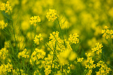 Campo de flores amarillas